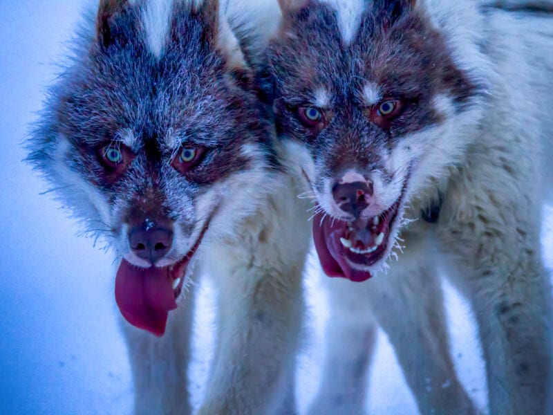 Schlittenhunde während der Jagd: An diesem Tag im Februar fiel das Thermometer auf minus 40 Grad - Nordgrönland